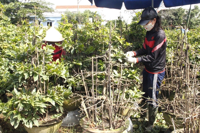 Hiện các làng mai cảnh ở thị xã An Nhơn đang vào mùa lặt lá để cây cho hoa đúng dịp Tết. Ảnh: V.Đ.T.