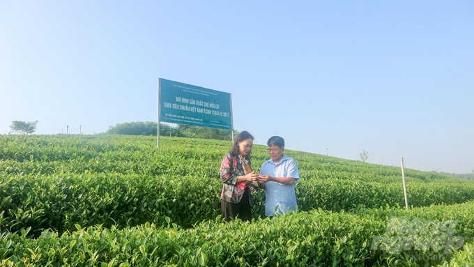 Bà Nguyễn Thị Ngà (trái) - Chủ tịch Hội chè Thái Nguyên trên đồi chè hữu cơ. Ảnh: Hải Tiến.