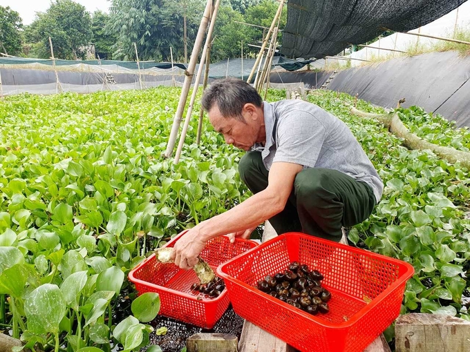 Ông Mạc Văn Từng (thôn Hải Sơn, xã Quảng Thành, huyện Hải Hà) thu hoạch ốc nhồi. Ảnh: Nguyễn Thành.