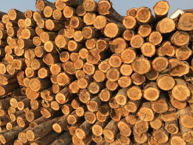 Large timber trees served as raw wood for the export wood processing industry are currently priced at 1.8 million VND/ton. Photo: V.D.T.