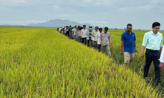 'Cánh đồng không dấu chân' triển khai tại Bình Thuận giúp nông dân giảm chi phí sản xuất, tăng lợi nhuận. Ảnh: KS.