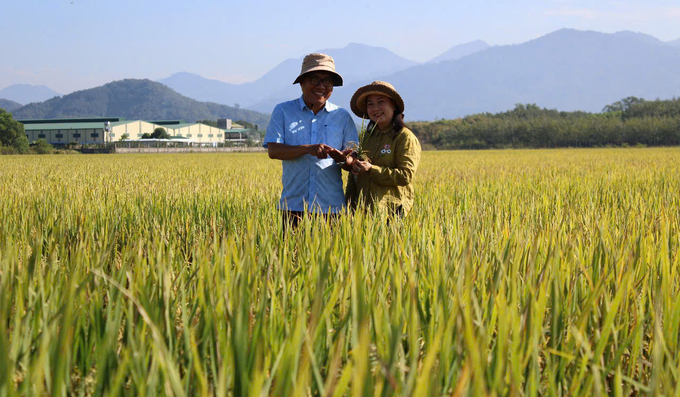 Thời gian tới, Trung tâm Khuyến nông Bình Thuận tiếp tục nhân rộng mô hình 'cánh đồng không dấu chân'. Ảnh: KS.