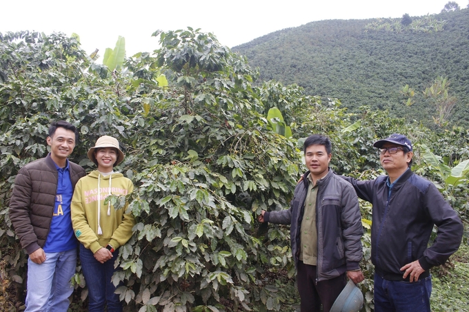 Mô hình canh tác cà phê đơn canh dự kiến được chuyển đổi sang phương thức trồng nông  lâm kết hợp với các loài cây trám, giổi, lát hoa. Ảnh: Danh Tĩnh - Dự án SNV.