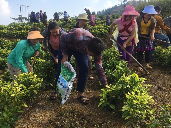 Nông dân Lùng Khấu Nhin (huyện Mường Khương) sau khi được cán bộ khuyến nông hướng dẫn đã cùng nhau bắt tay ngay vào chăm sóc cho chè. Ảnh: Lưu Hòa.