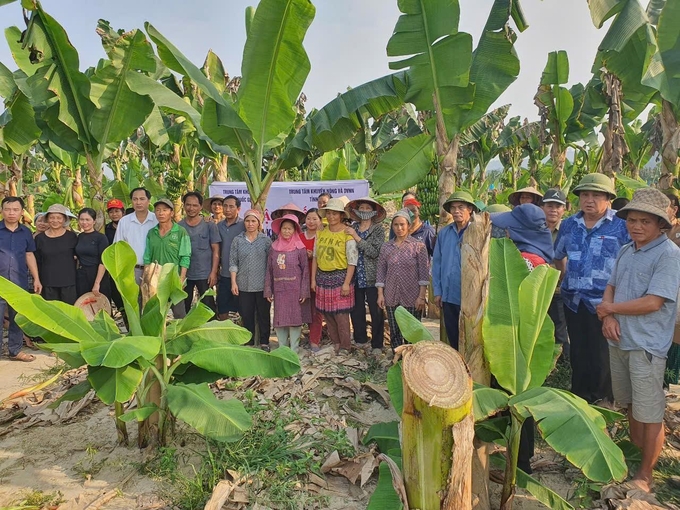 Cán bộ khuyến nông hướng dẫn nông dân chăm sóc vùng trồng chuối sau bão lũ. Ảnh: Lưu Hòa.