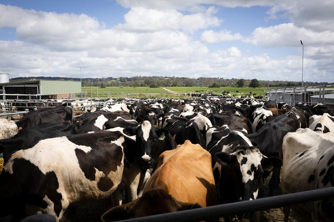 Cattle in Australia.