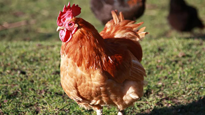 Poultry and captive birds will need to be housed from noon on Monday 23 December.