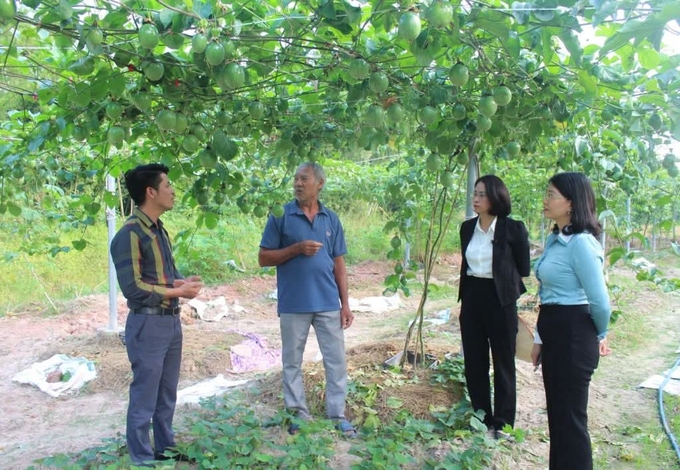 Bà Đỗ Thị Ninh Hường (bên phải), Bí thư Huyện ủy Đầm Hà thăm mô hình chanh leo của nông dân xã Tân Bình. 