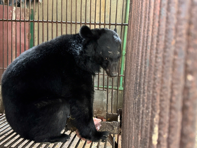 Christmas, the moon bear, was illegally kept in Bao Thang, Lao Cai.