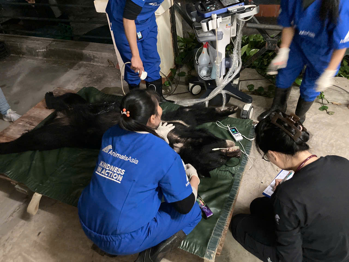 The bear underwent a clinical health check and was placed under a 30-day quarantine care regimen to ensure disease safety and health.