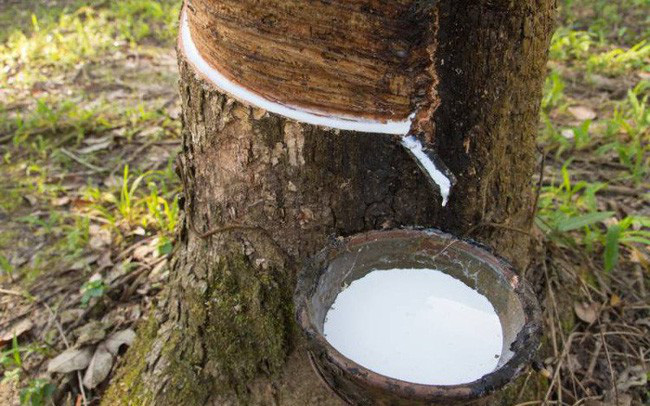 Market update for rubber prices on December 24, 2024