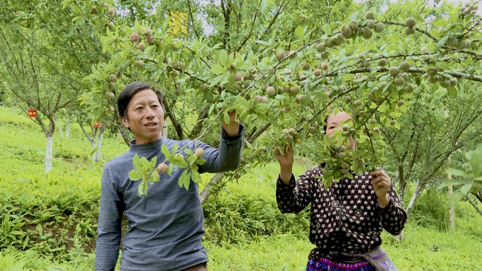 Niềm vui của gia đình ông Hảng Seo Chùa, ở thôn Seng Sui, xã Lùng Thẩn khi cây mận Tả Van được mùa. Ảnh: Thiên Trường.