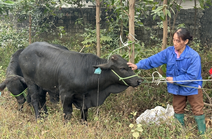 Bà Trần Thị Thoa nhận hỗ trợ bò 3B thuộc thuộc chương trình mục tiêu quốc gia giảm nghèo bền vững. Ảnh: Quang Linh.