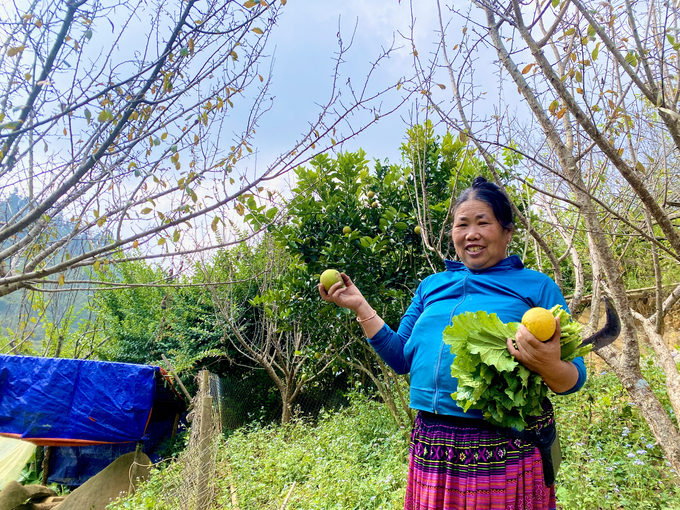 Gia đình bà Giàng Thị Chư ở thông Seng Sui, xã Lùng Thẩn tích cực chăm sóc, cải tạo cây ăn quả ôn đới nhằm tăng giá trị, sản lượng trên diện tích canh tác. Ảnh: Thiên Trường.