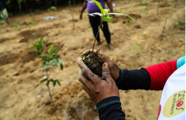 New trees help to lock away planet-warming carbon. But the choice of trees matters: Nonnative species can also harm biodiversity. 