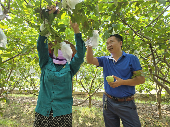 Thu hoạch ổi lê Tân Yên tại hợp tác xã nông nghiệp Quyên Phong. Ảnh: Đinh Mười.