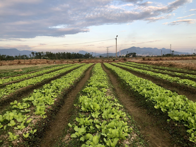 Quảng Ninh đề ra mục tiêu gieo trồng trên 8.000ha vào vụ đông. Ảnh: Thanh Phương.