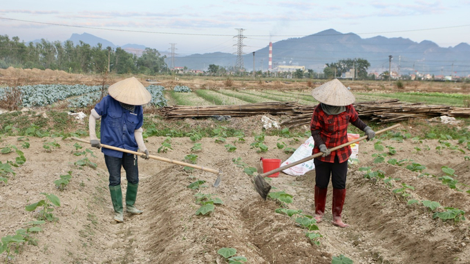 Người dân tại TX Quảng Yên chăm sóc cây trồng. Ảnh: Thanh Phương.