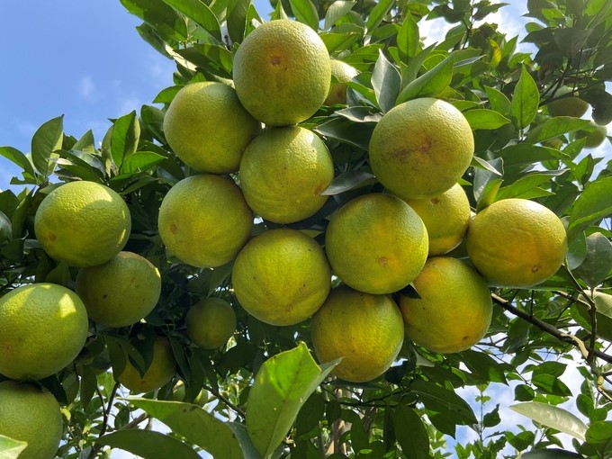 Vietnamese and Australian functional agencies are negotiating on exporting Vietnamese grapefruit to Australia.