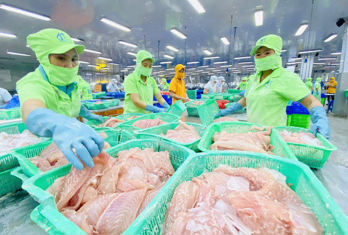 Vietnam's seafood export turnover to China in 2024 will reach 1.9 billion USD. Photo: Hong Tham.