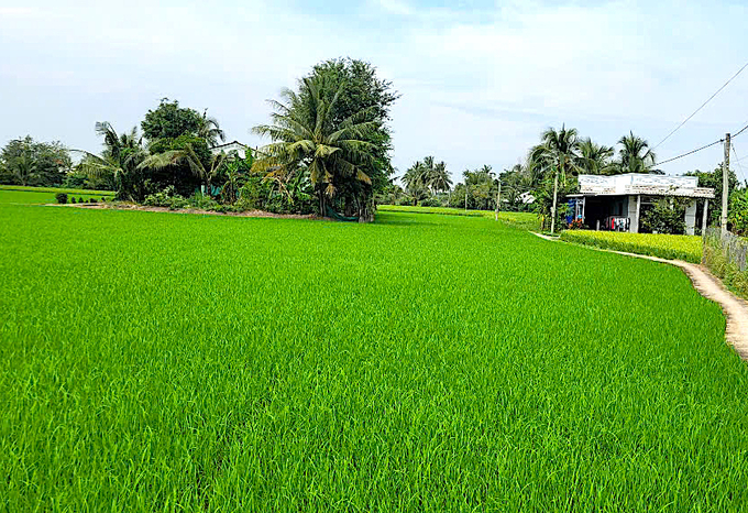 Lúa đông xuân tại các huyện phía Đông tỉnh Tiền Giang đang phát triển tốt. Ảnh: Minh Đảm.