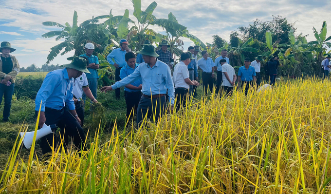 Mô hình lúa phát thải thấp được nhiều nông dân đánh giá cao bởi tăng năng suất lẫn chất lượng, giảm chi phí sản xuất. Ảnh: HT.