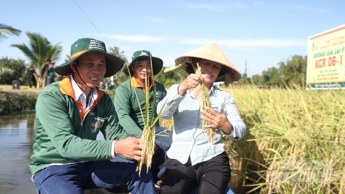 Với khả năng chịu mặn đến 5‰ và năng suất cao, KCR06-1 hiện tại đang là giống lúa có giá trị hàng đầu. Ảnh: Trần Phi.