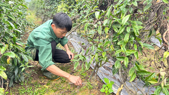 Anh Vượng dùng nilon đen phủ luống để giữ ẩm đất và ngăn cỏ hại mọc, giúp rễ cây ba kích phát triển mạnh. Ảnh: Ánh Nguyệt.