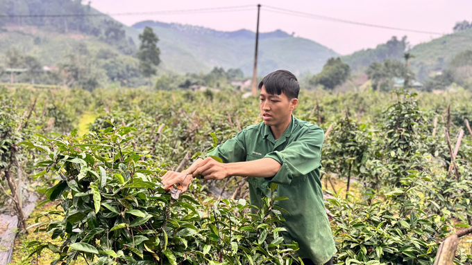 Vào mùa đông, anh Vượng thường xuyên tỉa cành giúp bộ rễ ba kích tím phát triển mạnh. Ảnh: Ánh Nguyệt.