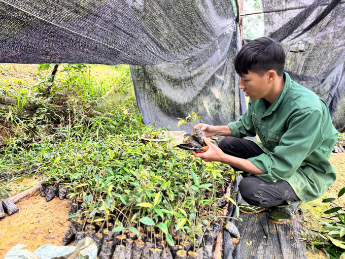 Để chủ động nguồn cây giống, anh Vượng đã xây dựng thành công khu vườn ươm với trên 2.000 bầu giống cây ba kích tím khỏe mạnh. Ảnh: Ánh Nguyệt.