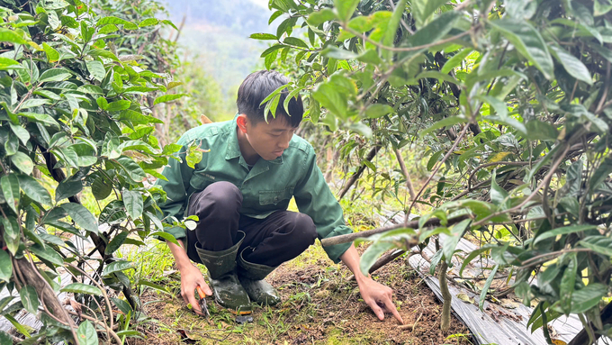 Sau 2 năm trồng và chăm sóc, cây ba kích đã cho những nhánh rễ đầu tiên. Ảnh: Ánh Nguyệt.