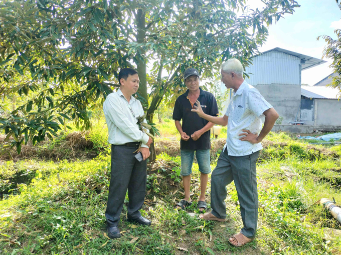 Người dân trồng sầu riêng cho biết rất quan tâm theo dõi tình hình xâm nhập mặn. Ảnh: Minh Đảm.