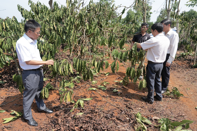 Ông Hồ Gấm, Chủ tịch Hội Nông dân tỉnh Đắk Nông thăm một vườn cà phê bị khô héo trong đợt hạn hán tháng 4 vừa qua. Ảnh: Hồng Thủy.