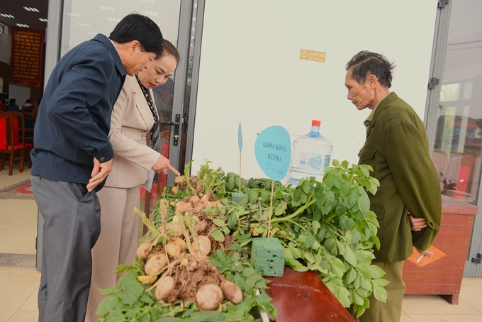 Giống khoai tây mới sản xuất tại các mô hình cho năng suất, chất lượng củ cao. Ảnh: Dương Đình Tường.