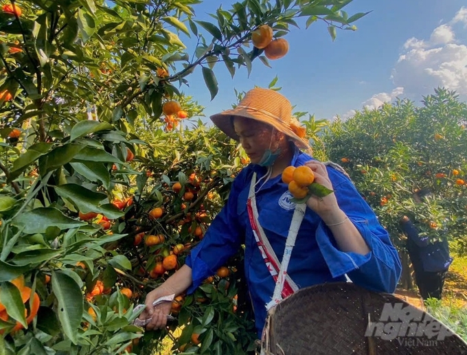 Bà con Mường Bi khẩn trương thu hoạch quýt Vân Sơn vừa tầm chín. Ảnh: Hải Tiến.