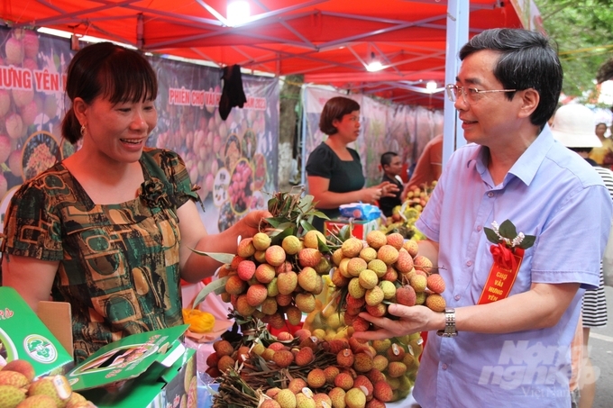 Phó chủ tịch UBND huyện Phù Cừ Vũ Xuân Thủy giới thiệu vải lai chính sớm cho khách tham quan. Ảnh: Kiên Trung.