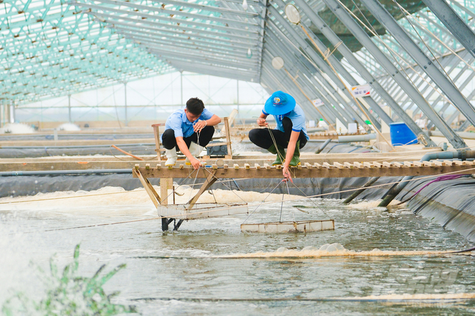 Tỉnh Bạc Liêu đã xây dựng 2 khu nuôi tôm an toàn sinh học đạt tiêu chuẩn thế giới. Ảnh: Quỳnh Chi.