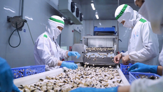 The clam industry must meet market demands, which include: large-sized clams, good quality, low cost, competitive pricing, food safety and environmental friendliness. Photo: Hong Tham.