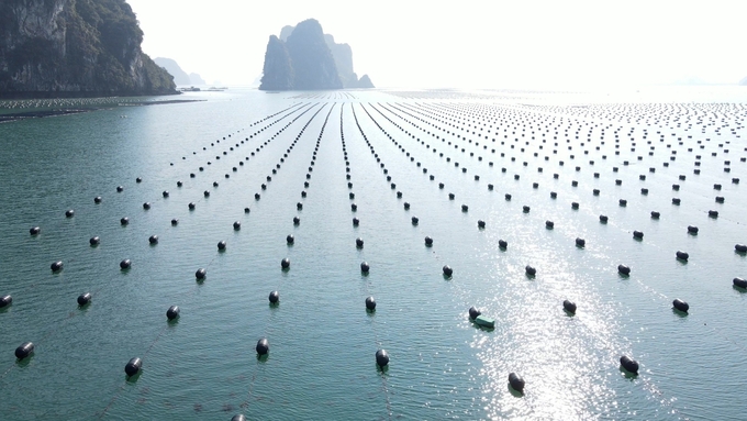 The seaweed farming model combined with oyster farming in Quảng Ninh. Photo: Hong Tham.