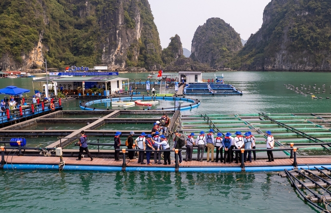 Quảng Ninh có nhiều tiềm năng, lợi thế và dư địa để phát triển nuôi trồng thủy sản. Ảnh: Nguyễn Thành.