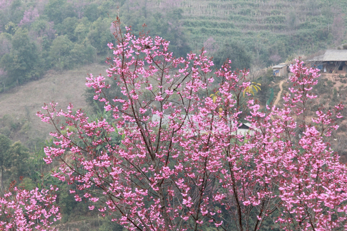 Thời điểm này hoa Tớ dày (hay còn gọi là hoa đào rừng) đang nhuộm hồng các cánh rừng ở Mù Cang Chải. Ảnh: Thanh Tiến.