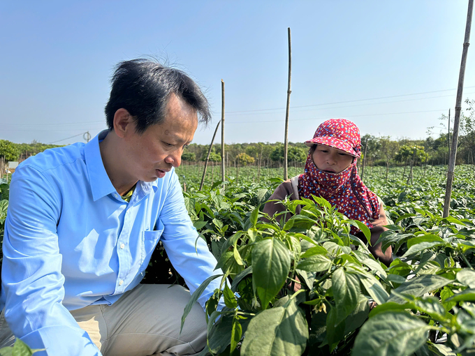 Chuyên gia Nguyễn Xuân Điệp đang giải đáp trực tiếp các thắc mắc từ nông dân tham gia trồng ớt. Ảnh: Đức Bình.