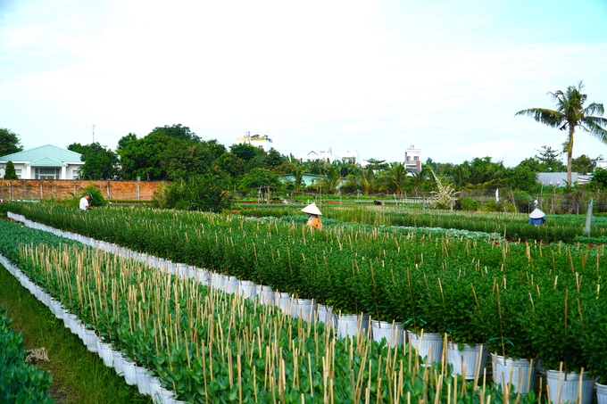 Tại làng hoa Phó Thọ - Bà Bộ, trung bình mỗi hộ trồng từ 2.500 - 3.000 chậu phục vụ thị trường Tết Ất Tỵ 2025. Ảnh: Kim Anh.