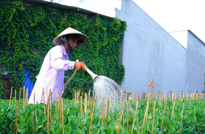 Các nhà vườn không tăng sản lượng, tập trung chăm sóc vườn hoa, giữ vững chất lượng. Ảnh: Kim Anh.