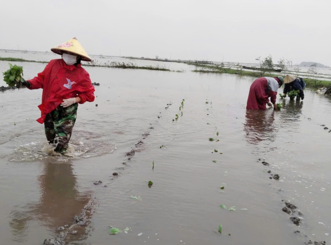 Bà con lội nước nhổ cây giống để cây không bị thối rễ. Ảnh: L. Tình.