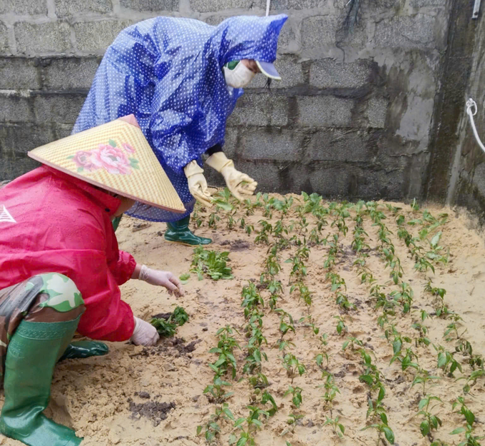 Cây rau màu được trồng tạm trên vùng đất cao, đợi khi nước rút là bà con đưa trồng xuống ruộng. Ảnh: L. Tình.