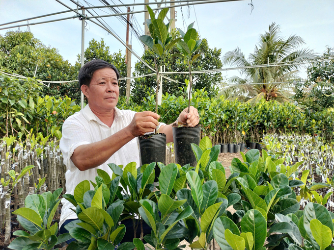 Ông Nguyễn Thanh Sơn giới thiệu cây mít Thanh Sơn được ghép từ gốc thực sinh. Ảnh: Kiều Nhi.