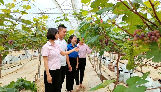 Mô hình trồng nho từ nguồn vốn của Ngân hàng chính sách huyện Quỳ Hợp phát huy hiệu quả kinh tế cao. Ảnh: TL.