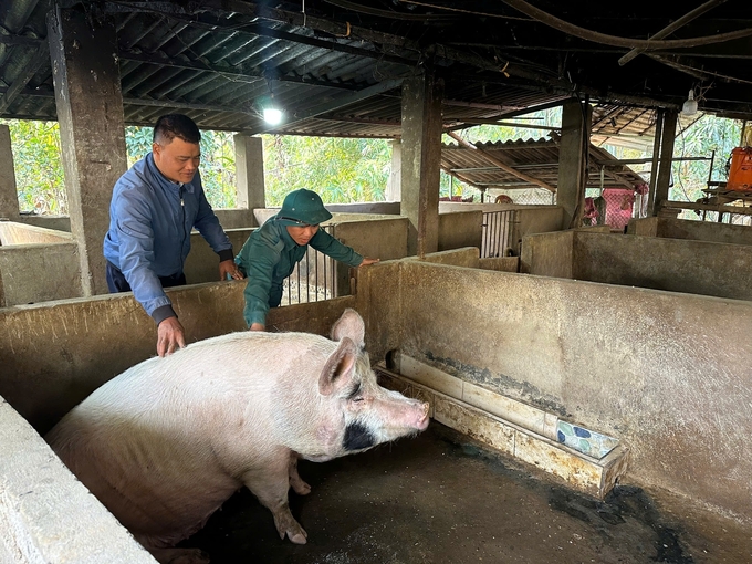 Cán bộ trung tâm dịch vụ nông nghiệp huyện Phù Yên đến kiểm tra tình hình sức khỏe đàn lợn của các hộ trong xã. Ảnh: Đức Bình.