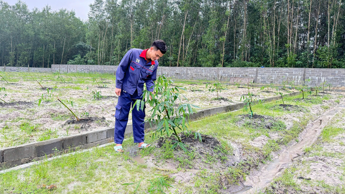 Tre lấy măng là cây trồng được anh Sáng xác định là sản phẩm chủ lực trong tương lai. Ảnh: L.K. 